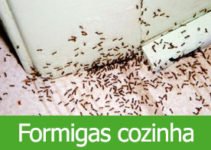 Como deixar moscas e formigas longe da cozinha?