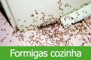 Como deixar moscas e formigas longe da cozinha?