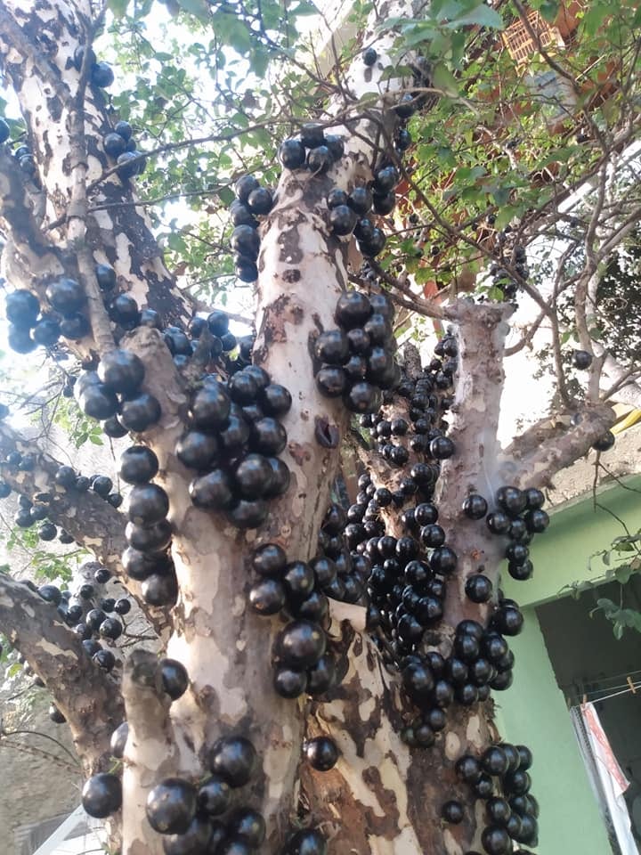 pe de jabuticaba