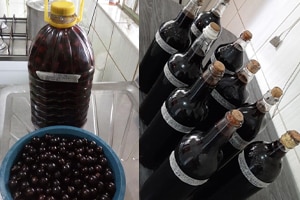 Receita de Licor de jabuticaba