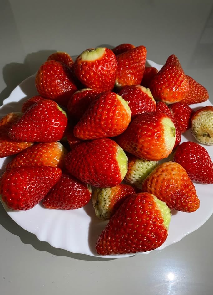 morango
